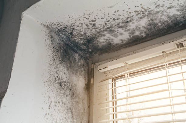 Affordable Mold Remediation solutions in Merchantville, NJ