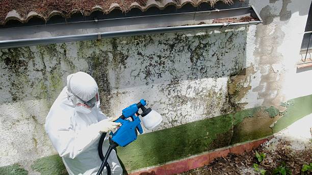 Top rated local Mold Remediation specialists in Merchantville, NJ